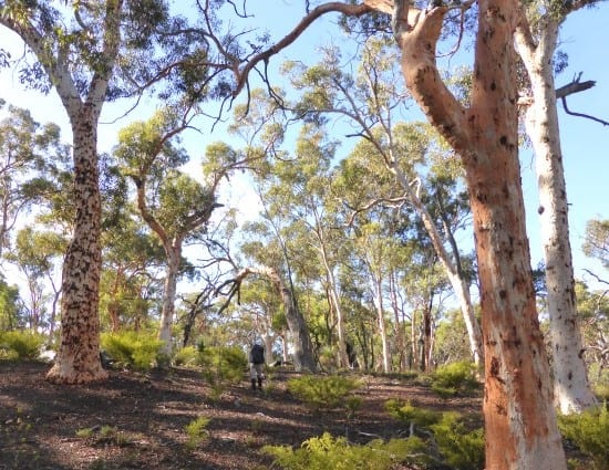 Julimar Conservation Park: future nickel province or national park?